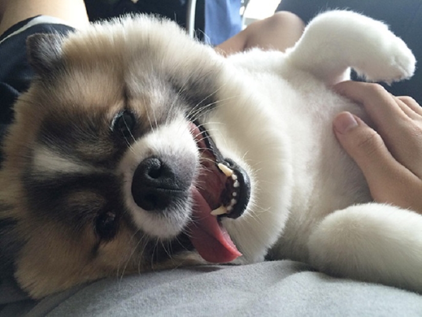 20 bellies that need to be scratched immediately