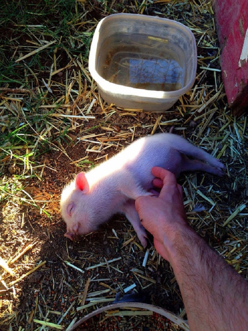 20 bellies that need to be scratched immediately