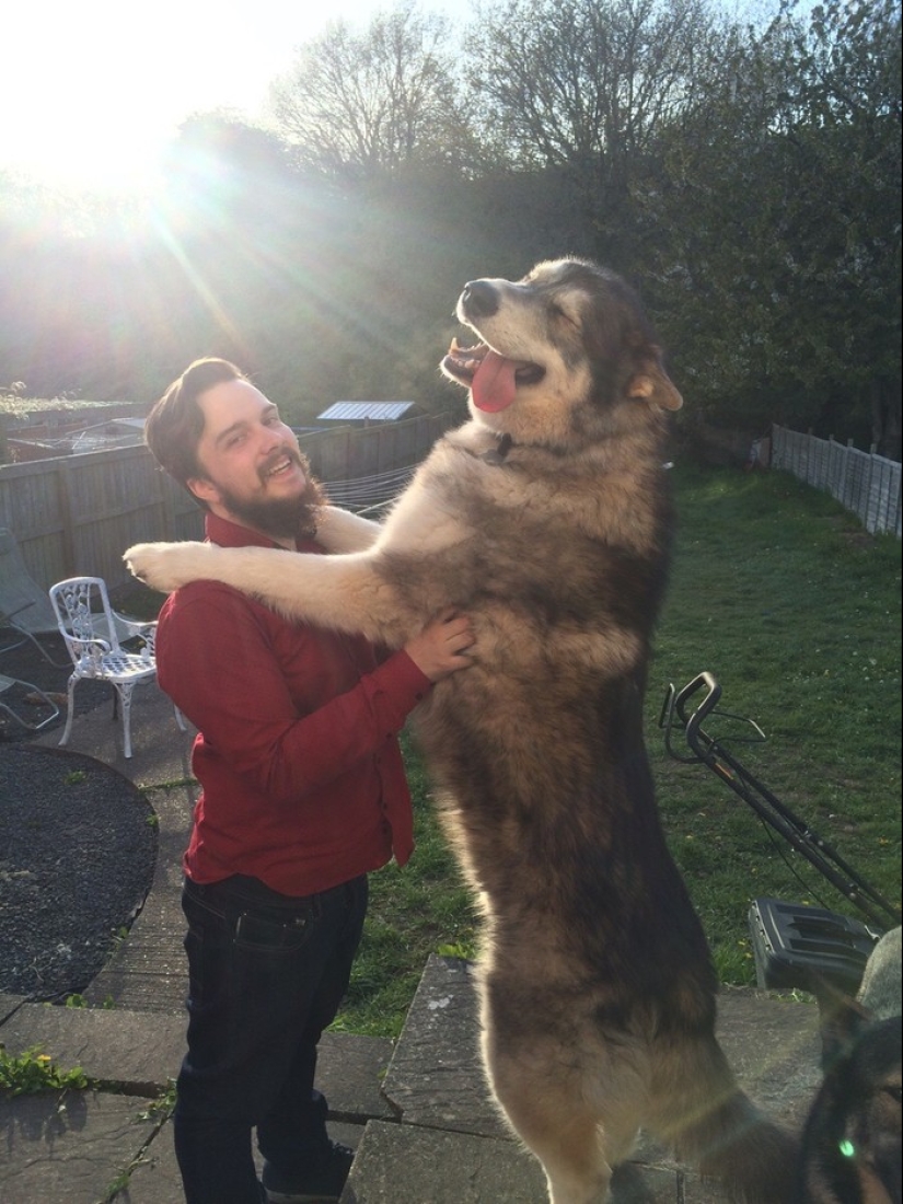 20 big dogs that have no idea how huge they are