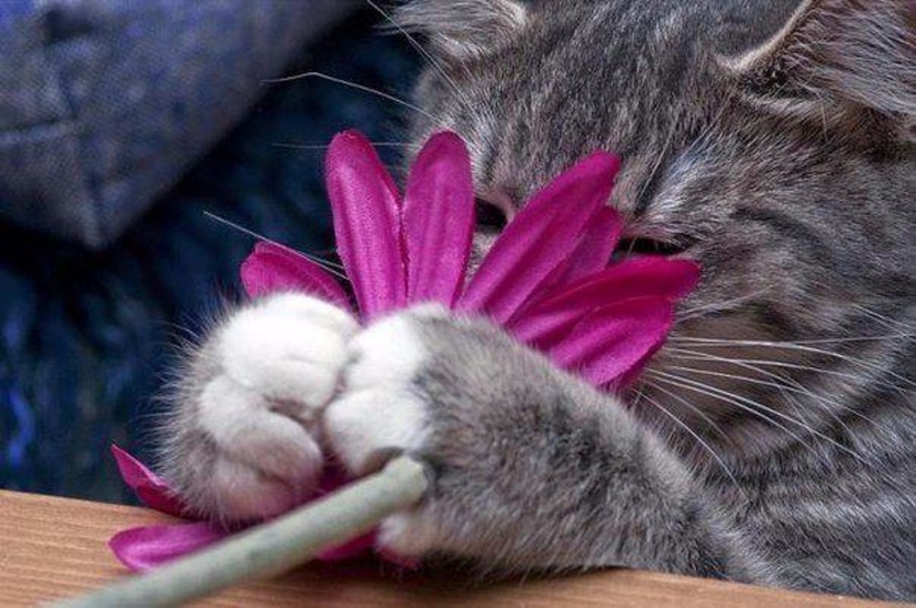 20 cat plants that require petting and eating