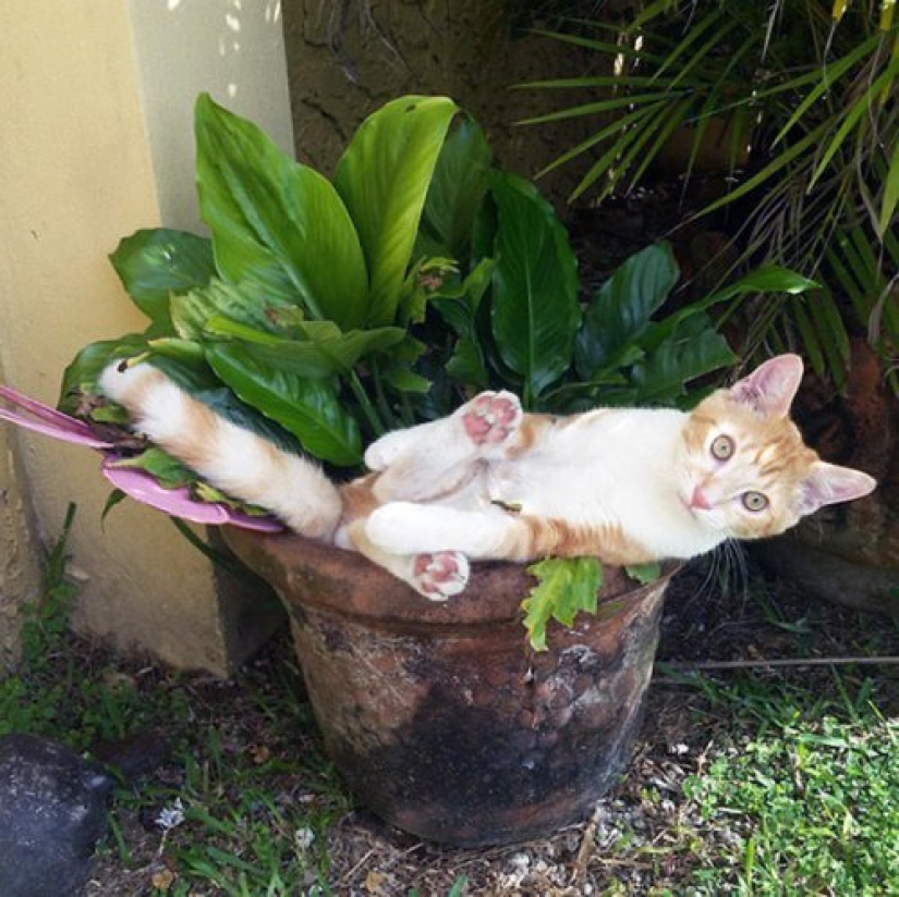 20 cat plants that require petting and eating