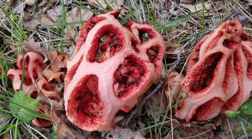 20 creations of nature that can cause horror even in a person with a strong psyche