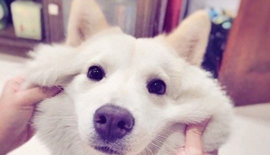 20 cute mestizo dogs that will make you fall in love with them!