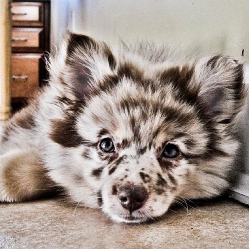 20 cutest mixed breed dogs that will make you fall in love with them!