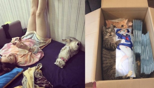 20 divertidas fotos de los gatos que te harán reír