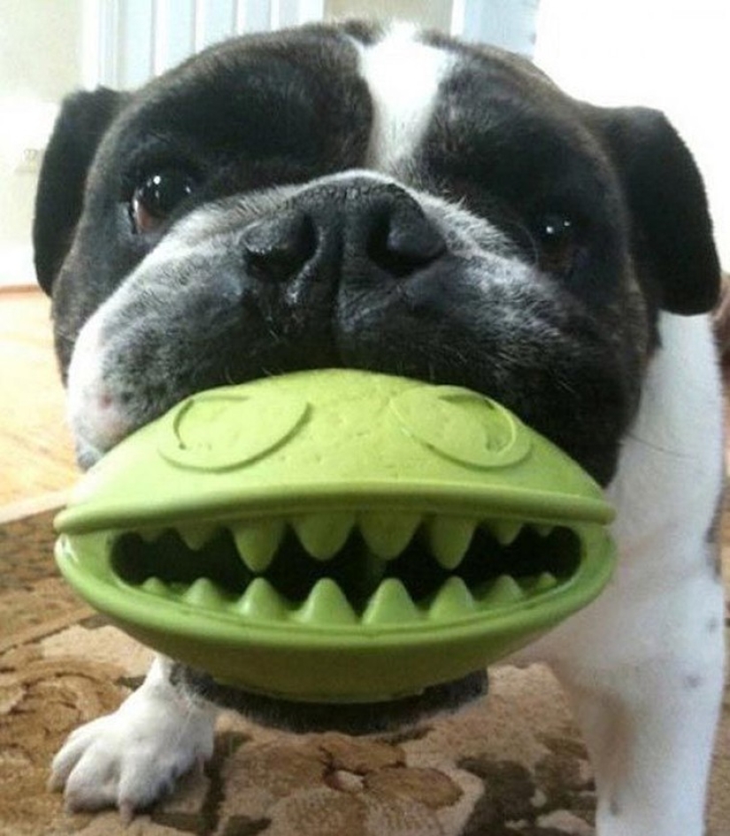 20 dogs who Don't Know How Stupid They look with their Toys