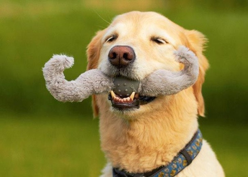 20 dogs who Don't Know How Stupid They look with their Toys