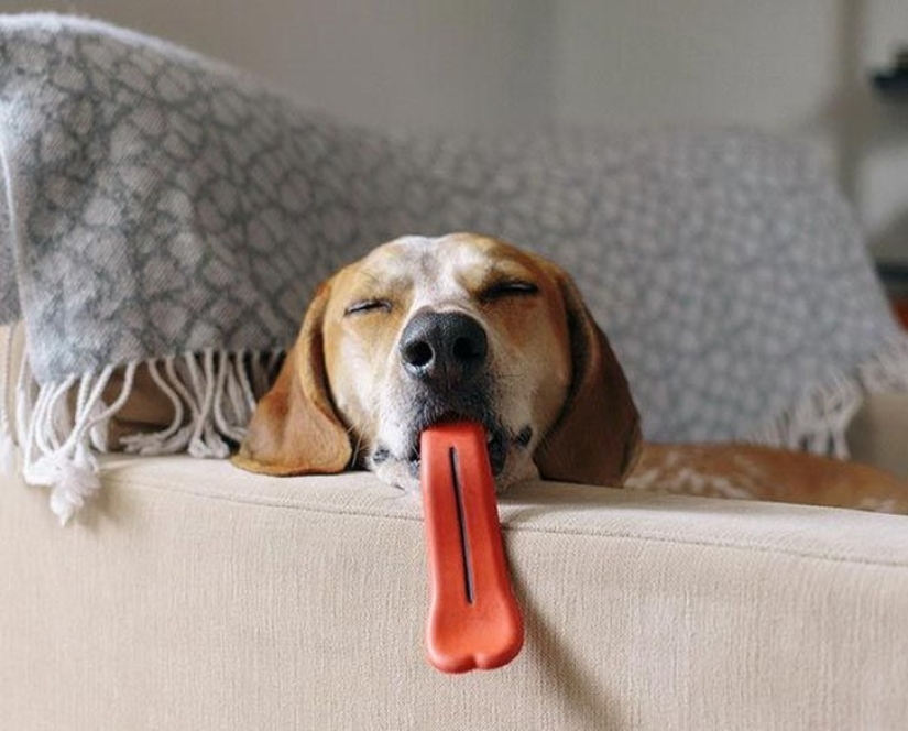 20 Dogs Who Have No Idea About How Stupid They Look With Their Toys