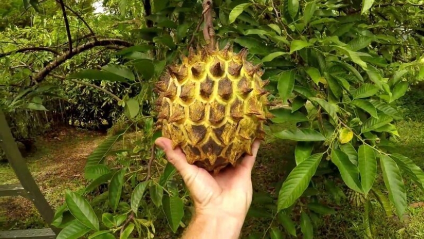 20 edible fruit, which you have not even heard