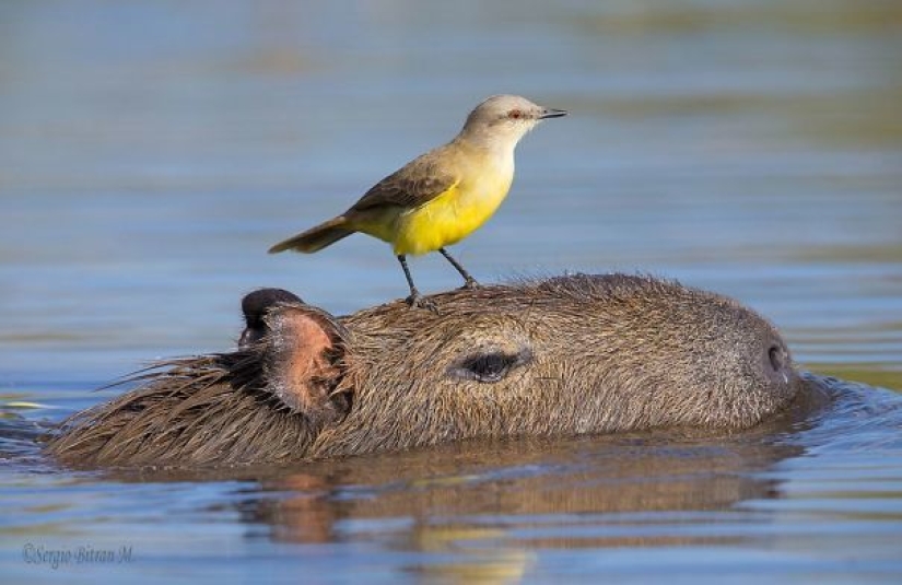 20 evidencia de que los capibaras son los más lindos y simpáticos animales en el mundo