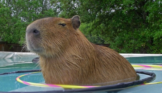 20 evidencia de que los capibaras son los más lindos y simpáticos animales en el mundo