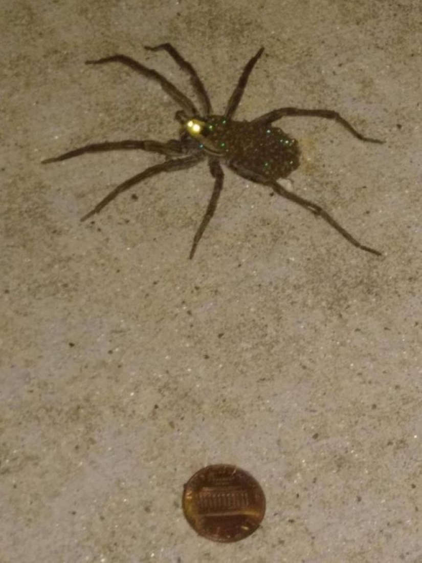 20 foto con una araña enorme, de la que arachnophobe horrorizarse