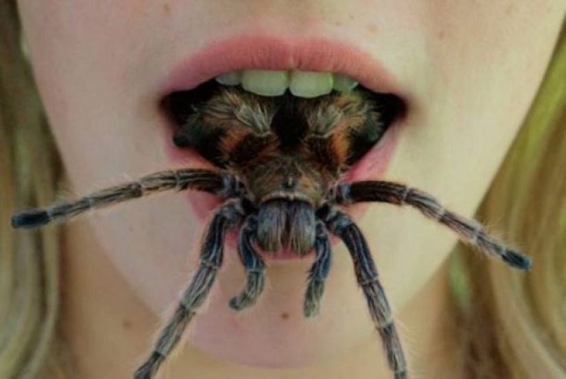 20 foto con una araña enorme, de la que arachnophobe horrorizarse