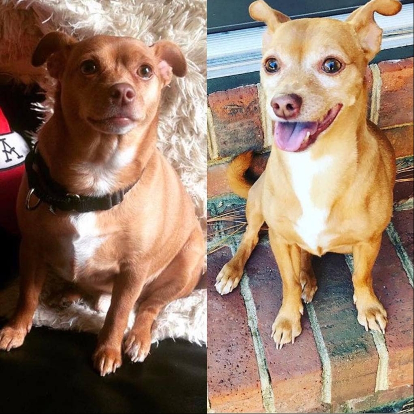 20 fotos de perros antes y después de que se llevó en las piernas y fue capaz de bajar de peso