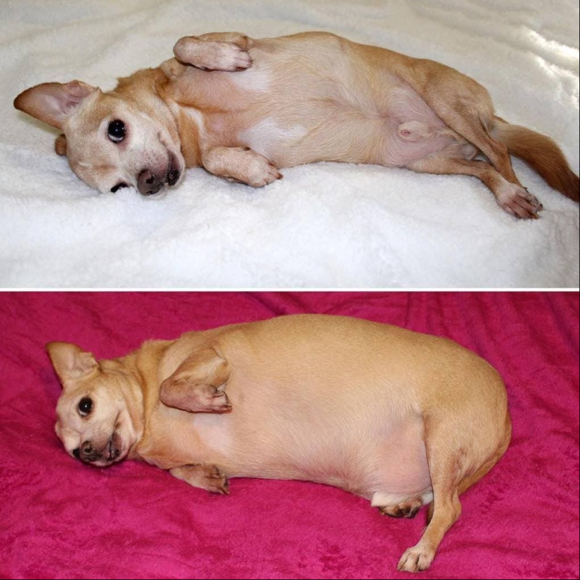 20 fotos de perros antes y después de que se llevó en las piernas y fue capaz de bajar de peso