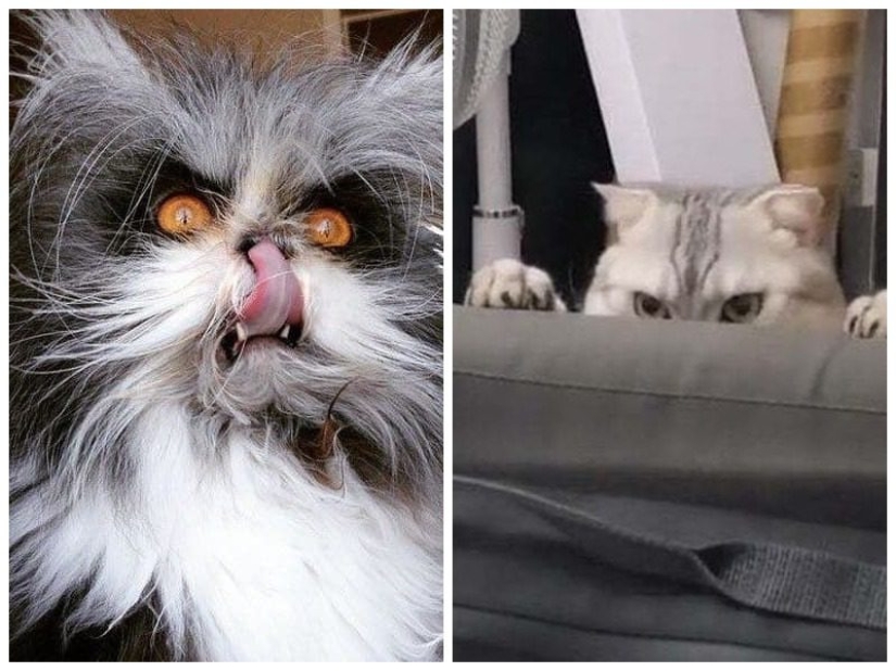 20 fotos que demuestran que los gatos no son siempre lindo y esponjoso
