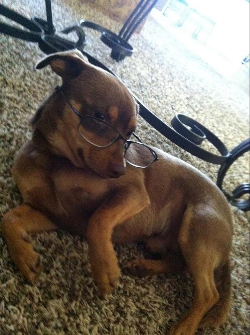 20 Funny Animals Who Think They&#39;re Very Sexy