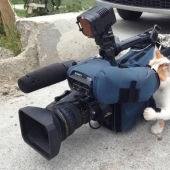 20 funny hardworking cats who were looking forward to the weekend