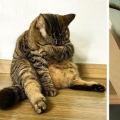 20 funny photos of cats that will make you laugh
