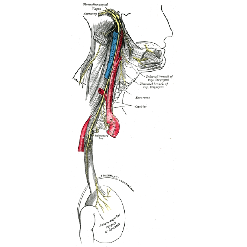 Блуждающий нерв рисунок