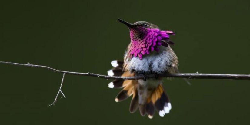 20 hummingbirds close-up - amazing beauty of tiny birds