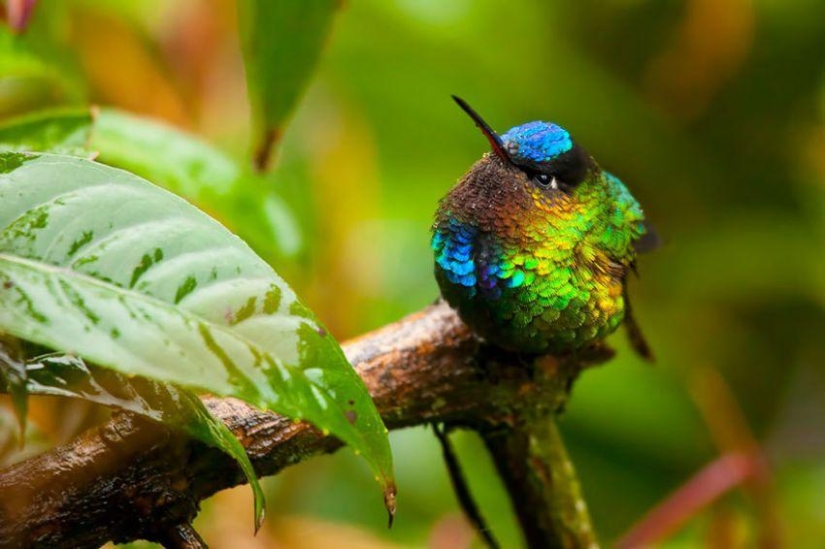 20 hummingbirds close-up - amazing beauty of tiny birds