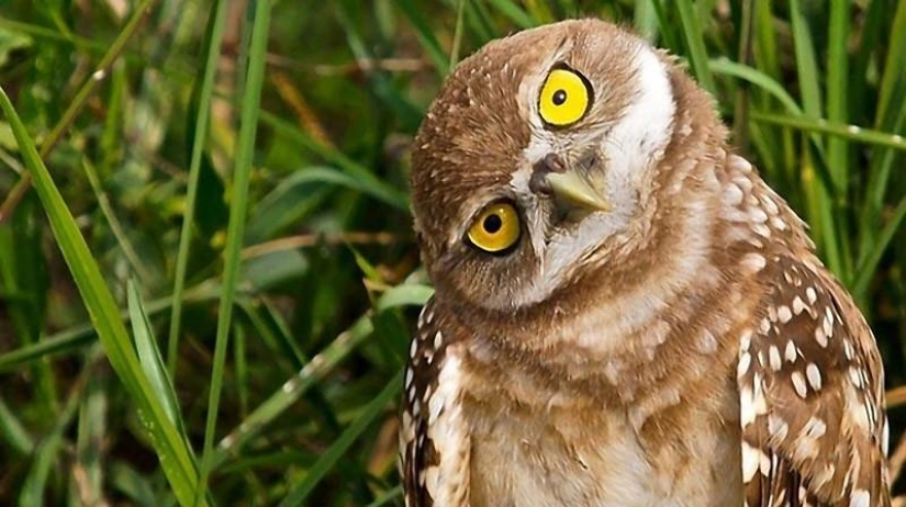 20 incredibly cool owls that will not leave anyone indifferent