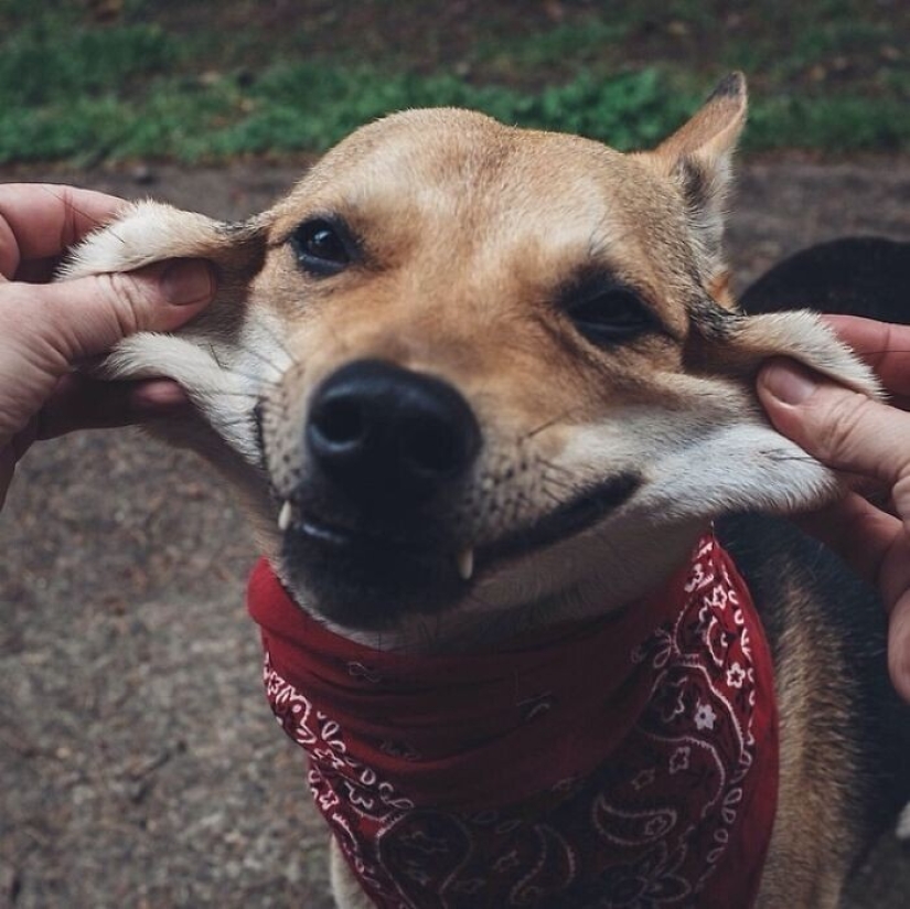 20+ of dogs with the cutest cheeks that are impossible not to cuddle