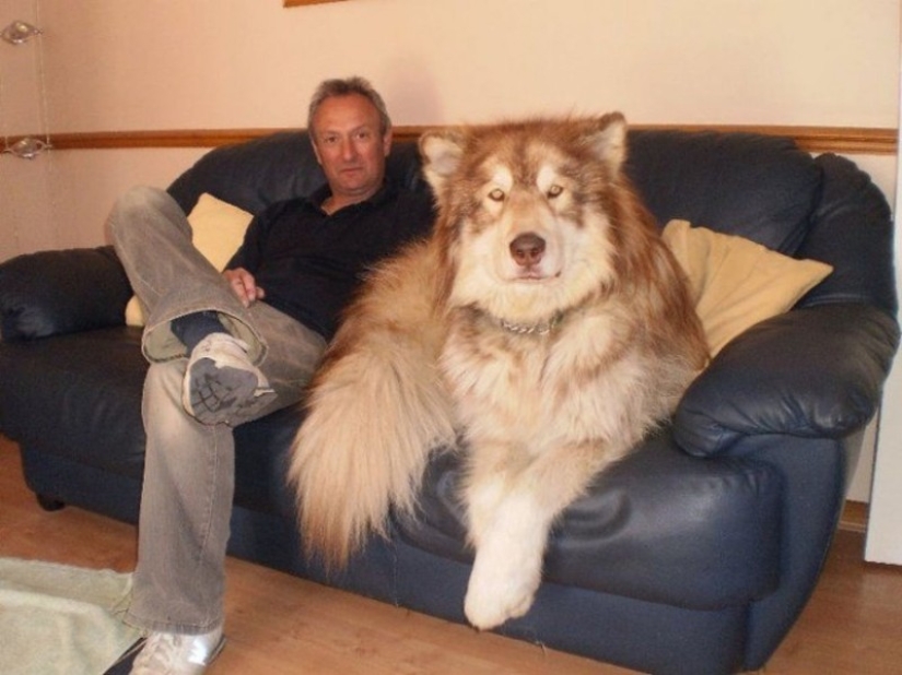 20 perros grandes que no tienen idea de lo grandes que son