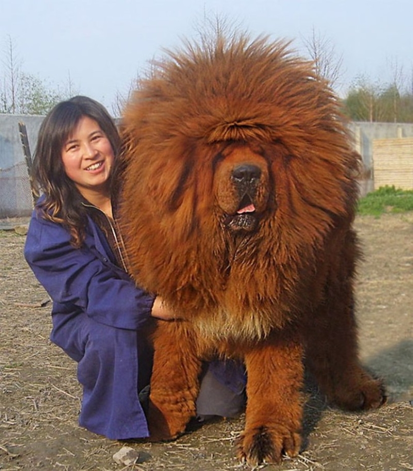 20 perros grandes que no tienen idea de lo grandes que son