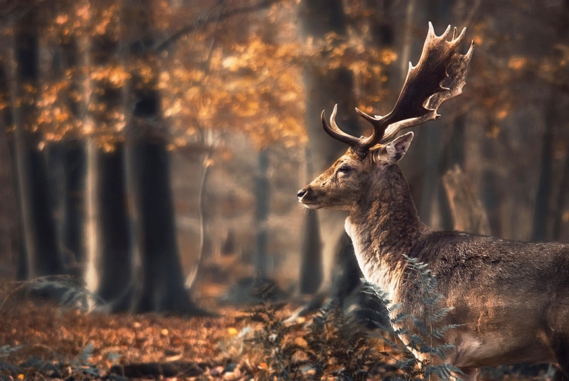 20 photos in which autumn is fantastically beautiful