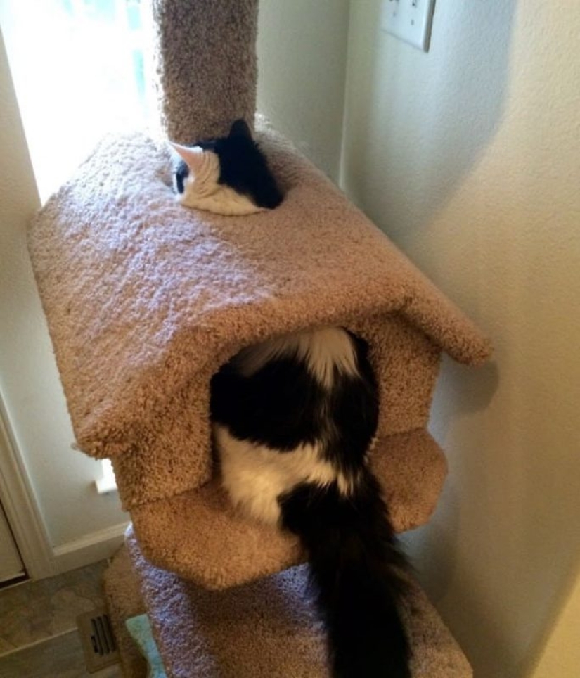 20 photos of cats doing stupid and funny things
