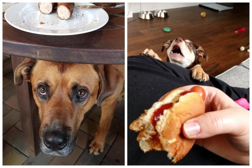 20 photos of Pets that have mastered the art of foraging