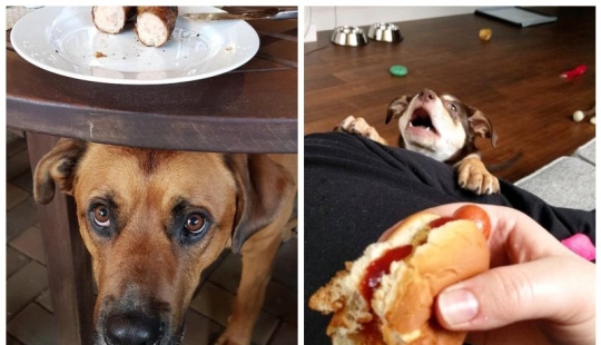 20 photos of Pets that have mastered the art of foraging