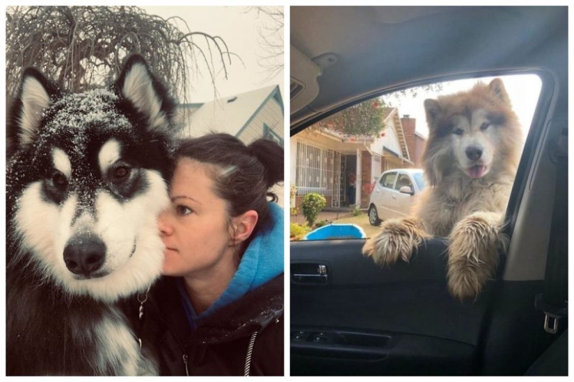 20 photos of the charming Alaskan Malamutes that will lift your spirits