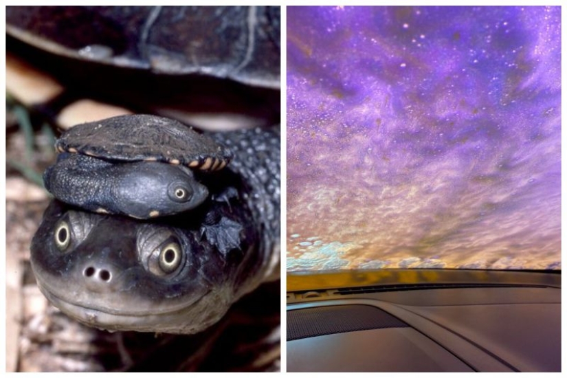 20 photos that depict something completely different from what it seems at first glance