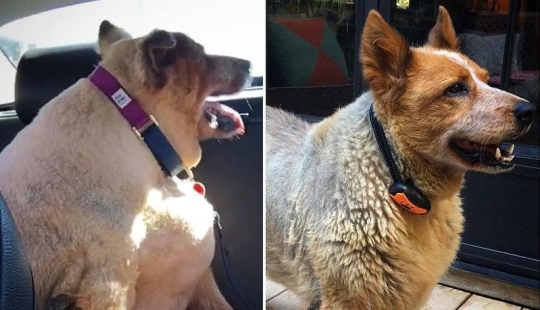 20 pictures of dogs before and after they took him in the legs and was able to lose weight
