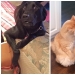 20 times when the owners caught their Pets red-handed