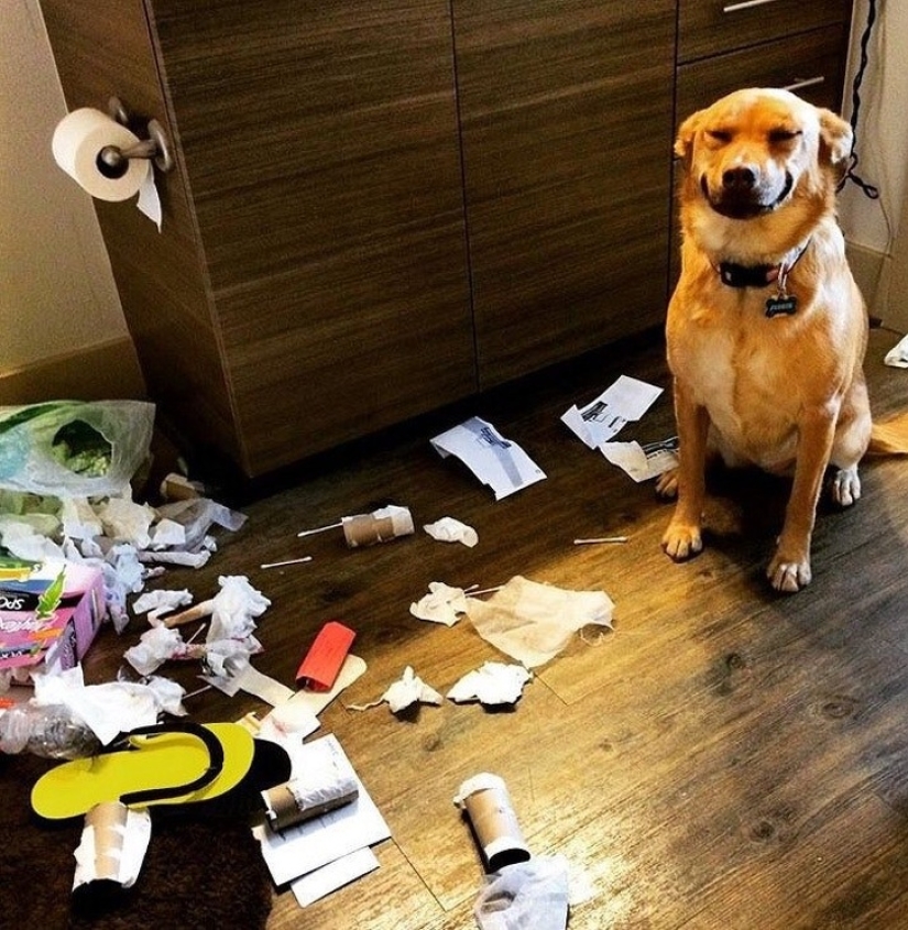 20 times when the owners caught their Pets red-handed