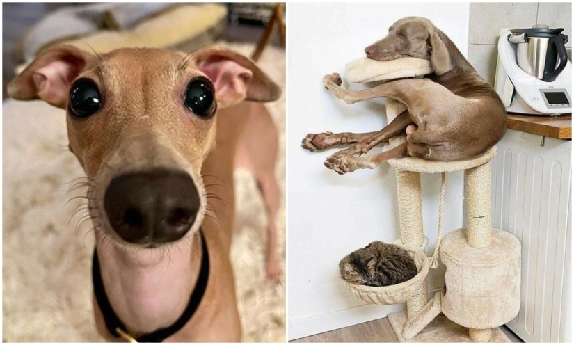 20 + weird dogs that will charge you with positive emotions for a long time