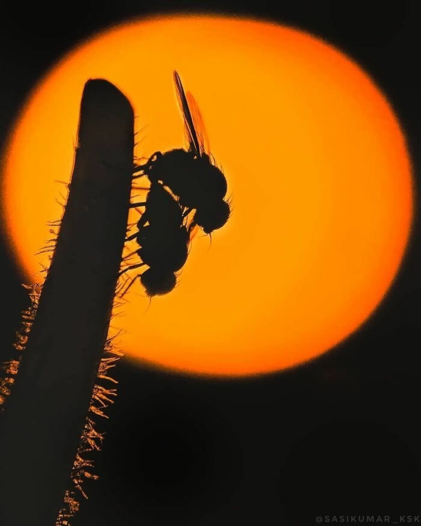 20-year-old Indian makes an incredible photo of the insect on the phone