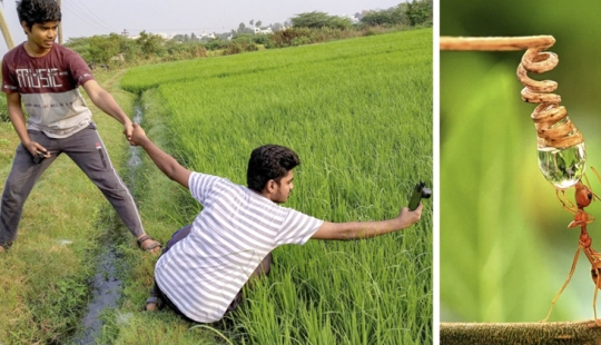 20-year-old Indian makes an incredible photo of the insect on the phone