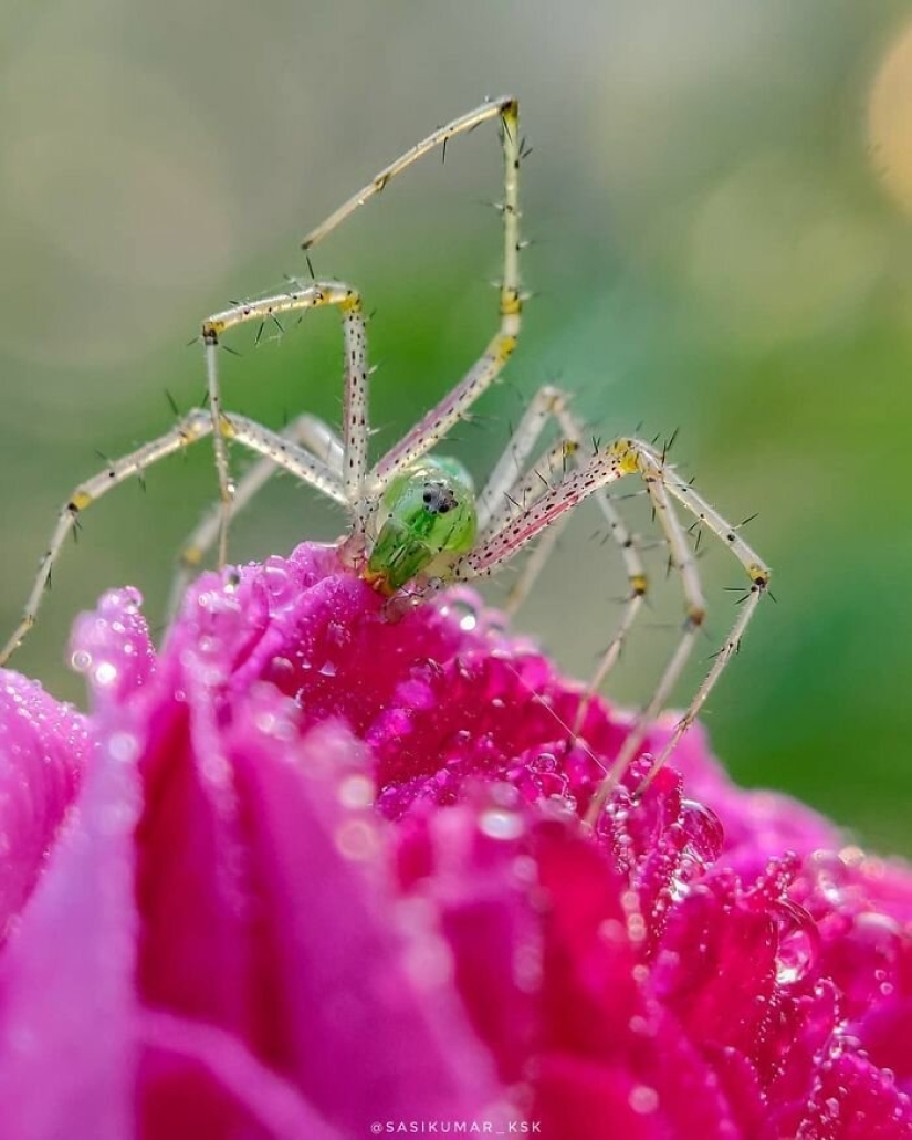 20-year-old Indian makes an incredible photo of the insect on the phone