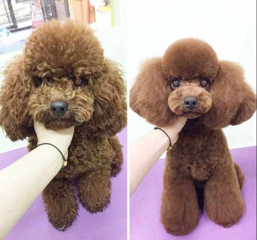 22 cases when a haircut transformed animals beyond recognition