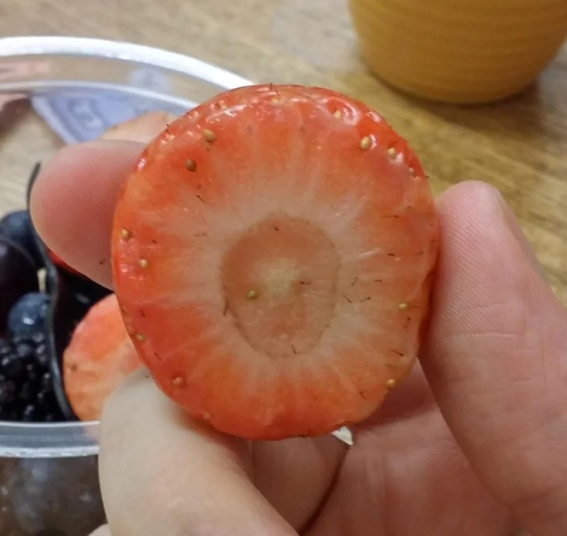 22 cases when nature surprised in the most unexpected way