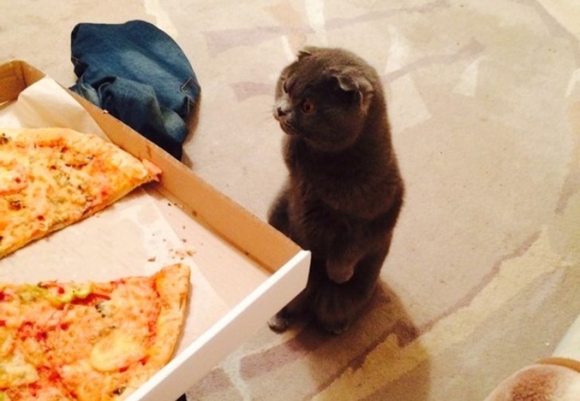22 cats in which the hunting instinct suddenly woke up, but they forgot how to do it