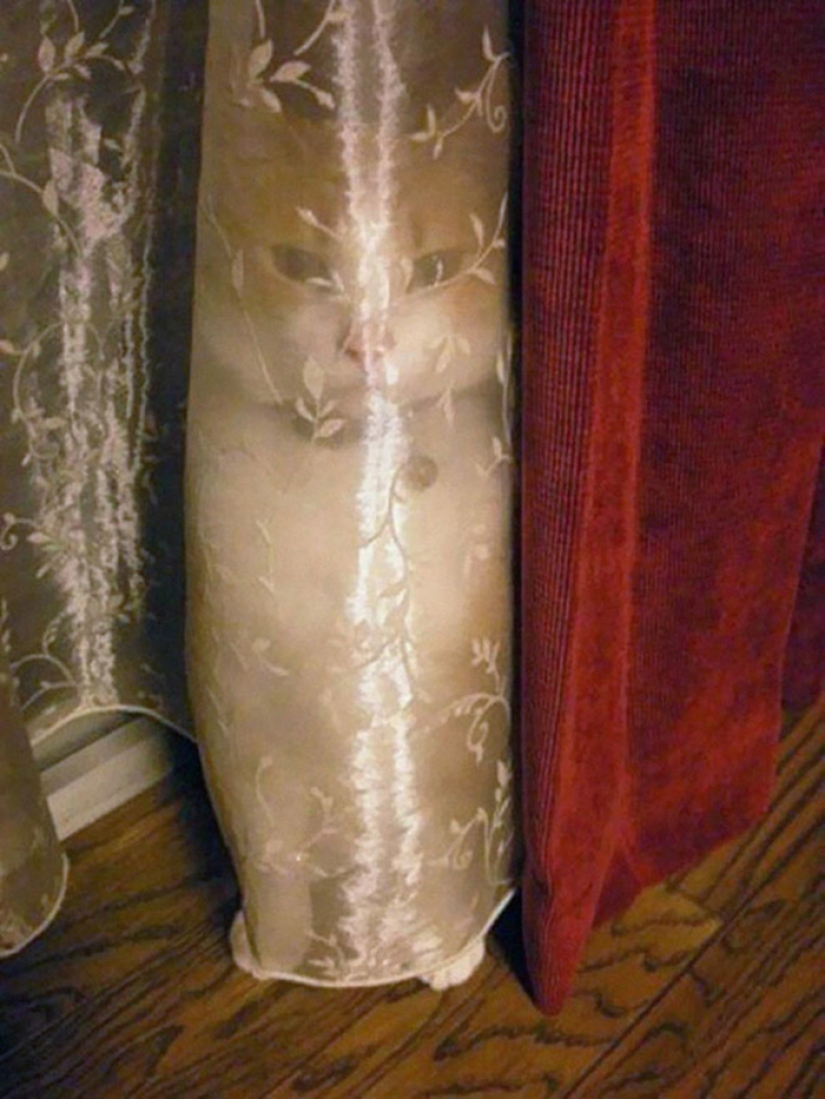 22 cats who have perfected the art of disguise