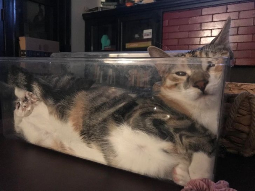 22 cats who, like no one else, know how to find a cozy place