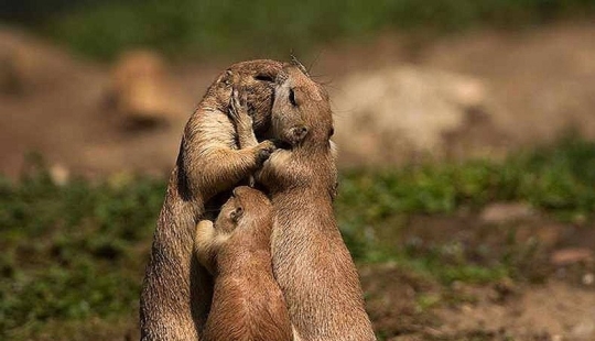 22 charming family portraits of animals that will show you what photogenicity is