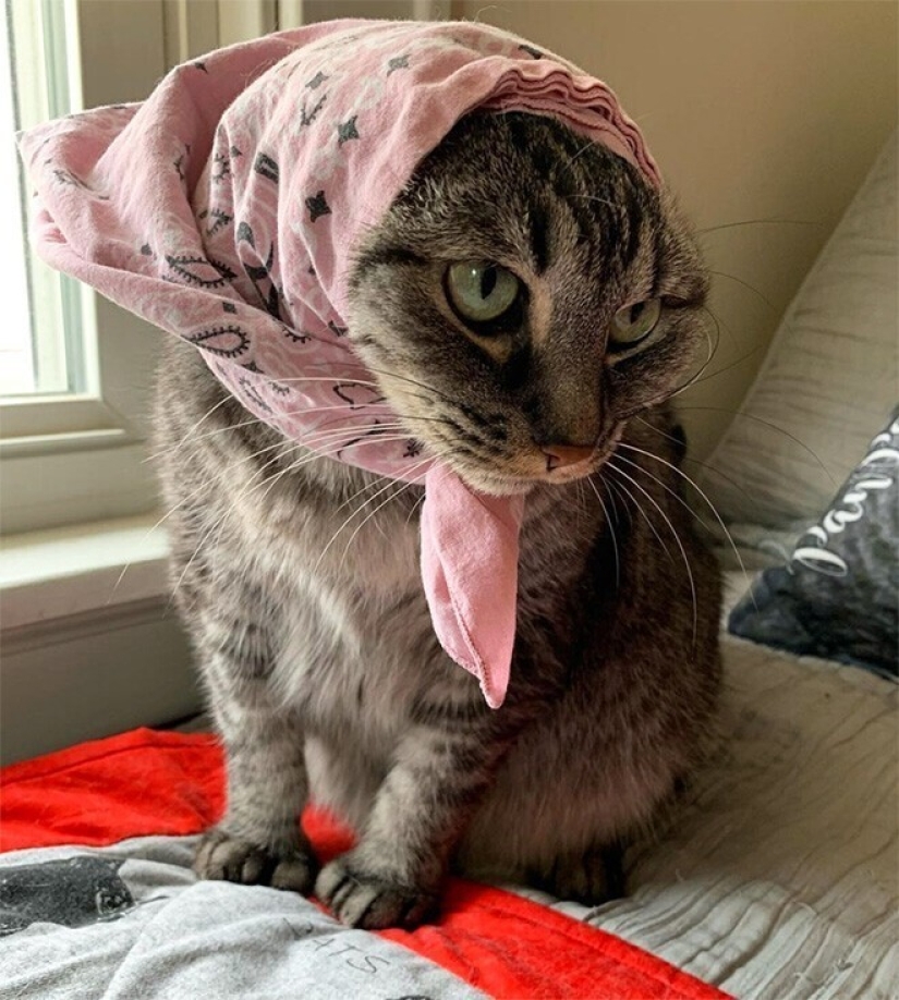 22 cute cats in headscarves
